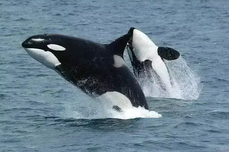 关于虎鲸的知识：虎鲸能做出哪些壮举，为什么它们被称为海狼？