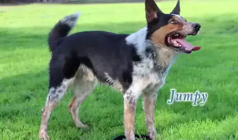 会滑板的狗：盘点世界上滑板速度最快的狗
