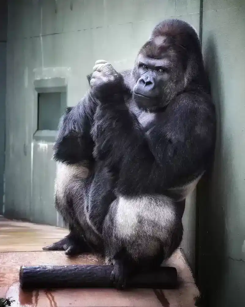 世界上最帅的大猩猩叫什么？