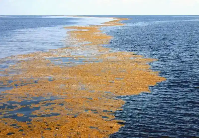 马尾藻海图片：没有海岸的海？大西洋坟场？马尾藻海是怎样的神奇之地