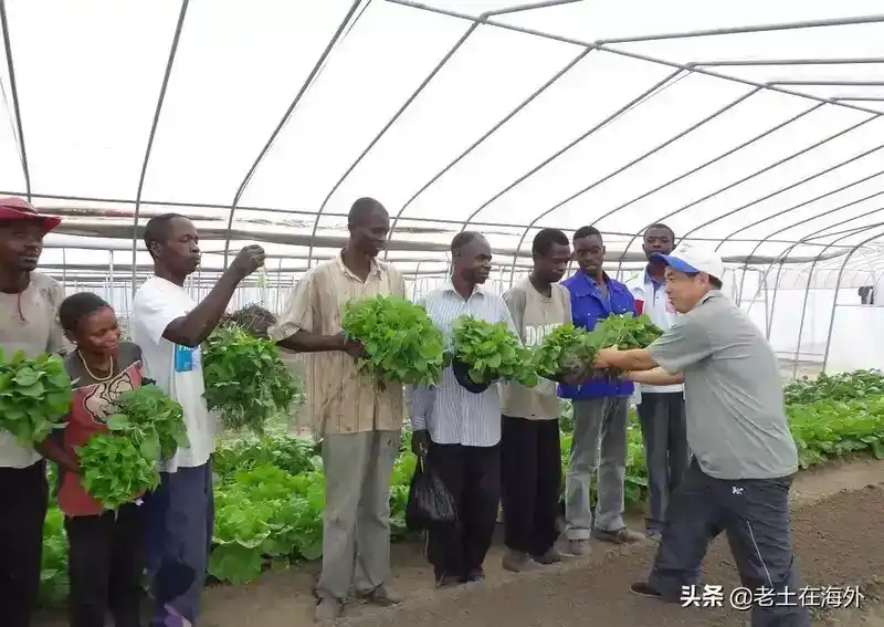 非洲土地肥沃吗？中国人在非洲种菜怎么样？