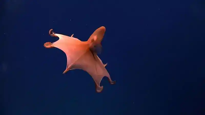 海洋底部有什么生物？它们长相很怪异