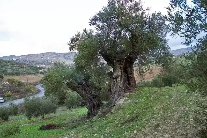 西班牙橄榄树简介