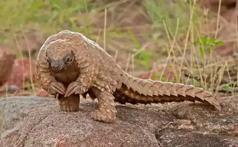 类似穿山甲的爬行动物：一种具有独特盔甲的神奇蜥蜴