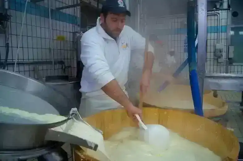 意大利奶酪介绍：居然用水牛奶做奶酪！