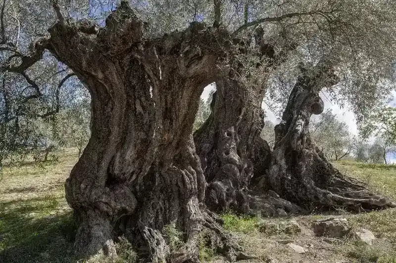 西班牙橄榄树简介