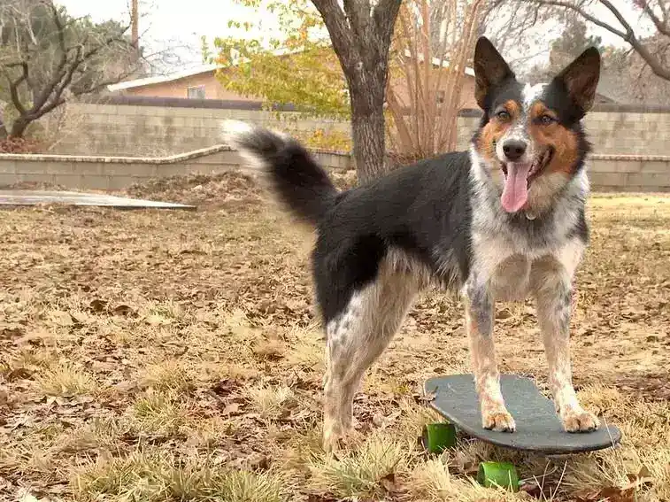 会滑板的狗：盘点世界上滑板速度最快的狗