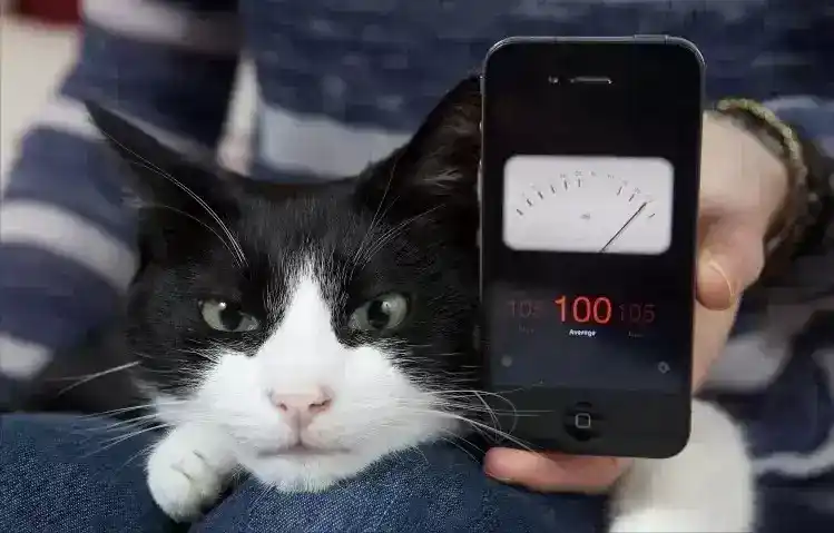 猫打呼噜特别响：盘点世界上打呼噜最响的猫