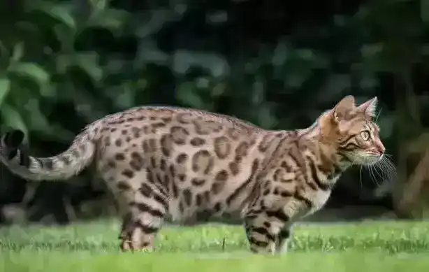孟加拉豹猫好养吗（孟加拉豹猫的优缺点）