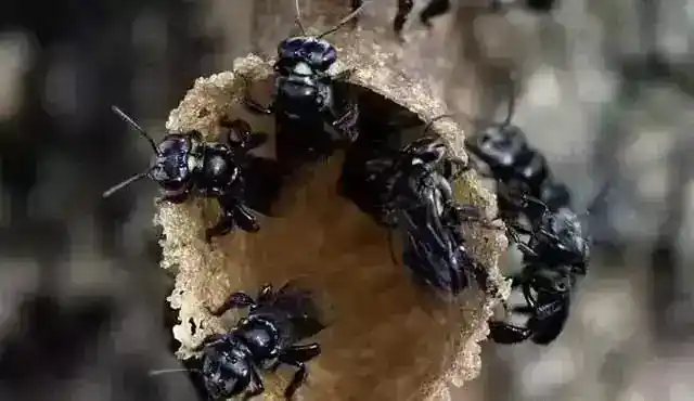 山上蜜蜂喜欢在什么地方筑巢