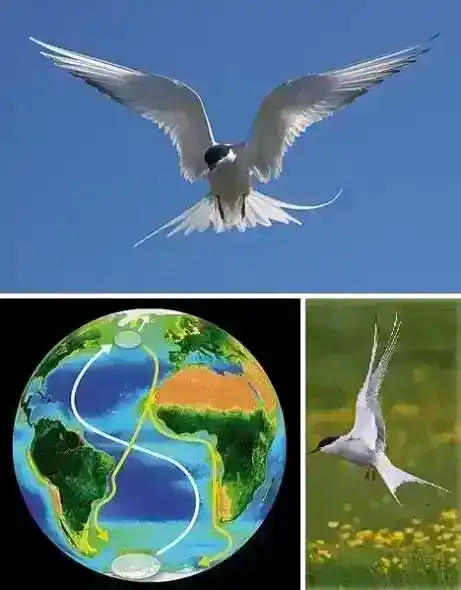 世界上飞得最远的鸟是什么鸟