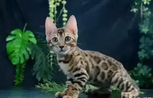 孟加拉豹猫好养吗（孟加拉豹猫的优缺点）