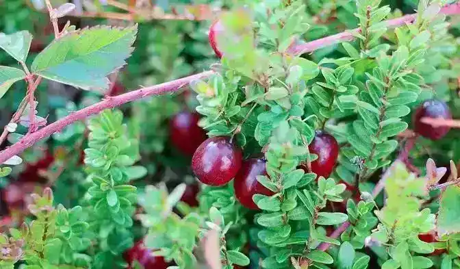 蔓越莓的采摘方式（蔓越莓采摘为什么在水里）