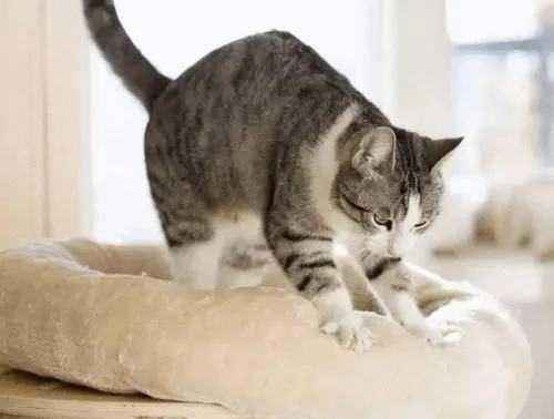 猫咪踩奶是什么梗？