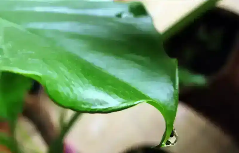 滴水观音是什么植物（滴水观音有毒吗）